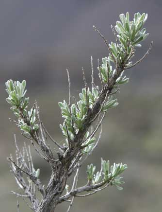 Picture of scabland or stiff sagebrush leaves