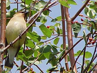 Picture of a cedar waxwing foraging for serviceberries