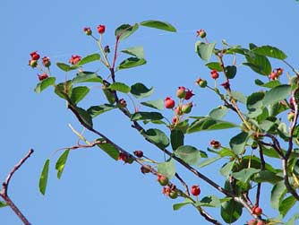 Picture of serviceberries or saskatoons