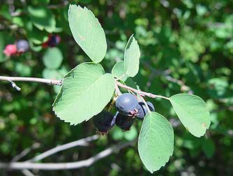 Picture of serviceberries or saskatoons