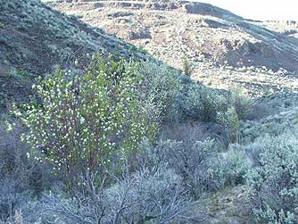 Blooming serviceberry bush