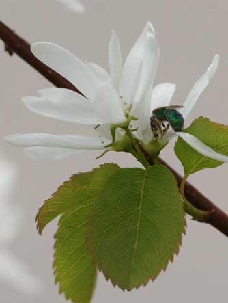 Serviceberry flower with green sweat bee