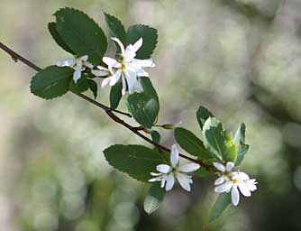 Serviceberry flower photo - Amelanchier alnifolia