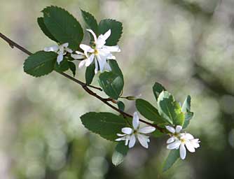 Western serviceberry bush photo