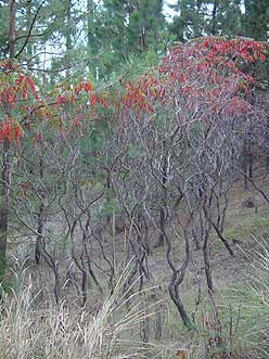 Eastern Washington sumac in fall