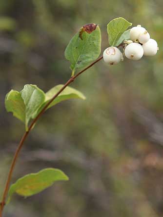 Snowberry picture