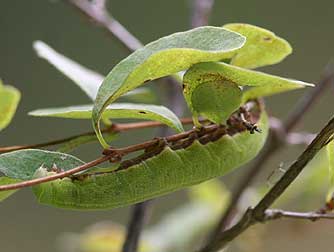 Common snowberry, a host plant for sphinx moth