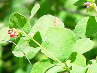 Common snowberry leaf and young berry picture - Symphoricarpos albus