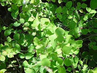 Common snowberry with coin-like leaves