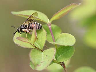 Common snowberry, a host plant for honeysuckle sawfly