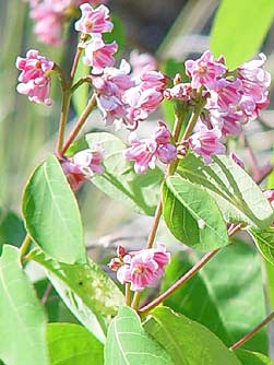 http://www.bentler.us/eastern-washington/plants/shrubs/speading-dogbane-flowers.jpg