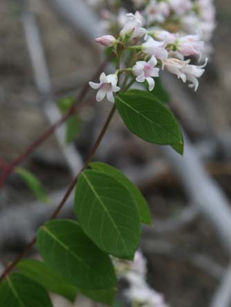 Spreading dogbane flower picture