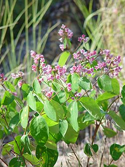Spreading dogbane pictures