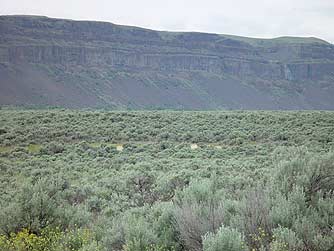 Scabland sagebrush in Grand Coulee, Washington
