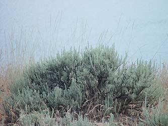 Scabland sagebrush picture - Artmeisia rigida