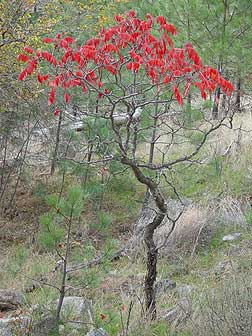 Eastern Washington sumac in fall