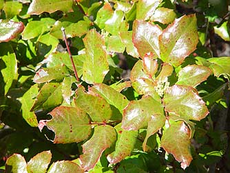 Tall Oregon grape picture in winter