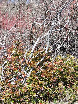 Tall Oregon grape picture, winter