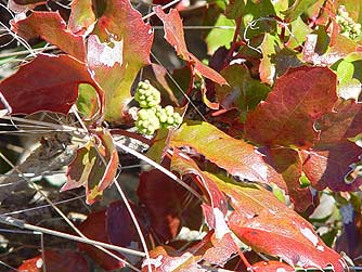 Red-Leaved Tall Oregon Grape picture