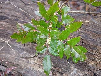 Tall Oregon grape picture