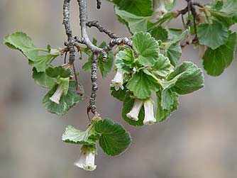Picture of wax currant flowers