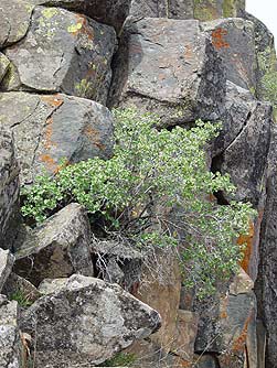 Picture of wax currant bush growing in rocks