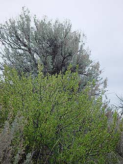 Picture of a wax currant bush growing with sagebrush