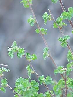 Picture of wax currant leaves
