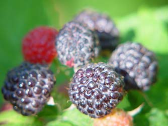 whitebark-raspberries.jpg