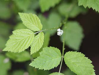 Picture of whitebark raspberry leaves - Rubus leucodermis