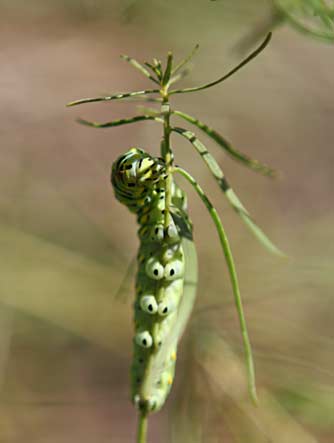 Picture of wild tarragon leaves and Oregon swallowtail butterfly caterpillar