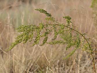 Wild tarragon or Artemisia dracunculus photo