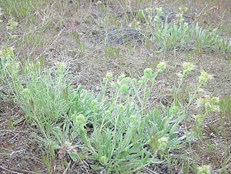 Picture of silverleaf phacelia or phacelia hastata