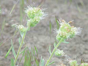 Silverleaf Phacelia Pictures