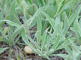 Picture of Silverleaf Phacelia leaves