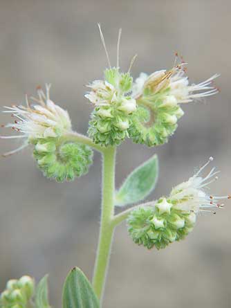 Photo of silverleaf phacelia wildflower
