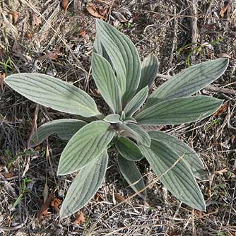 Silverleaf Phacelia leaves - Phacelia hastata