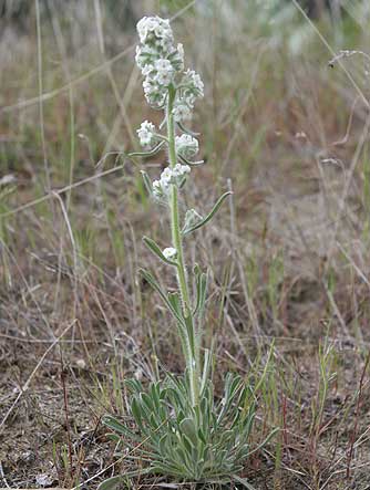 Picture of white forget-me not, Snake cat's eye or Snake River cryptantha