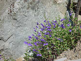 Picture of narrowleaf or snapdragon skullcap