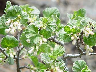 Squaw currant flower picture