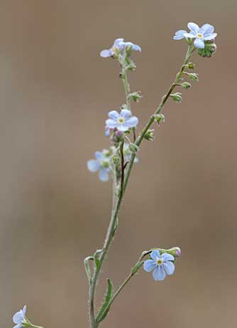 Wild forget-me-not, also known as stickseed or hackelia