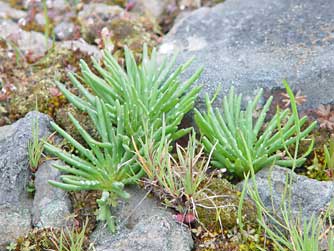 Fleshy leaves of spearleaf stonecrop above Umtanum Creek