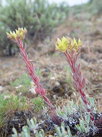 Spearleaf stonecrop yellow flower and succulent leaves