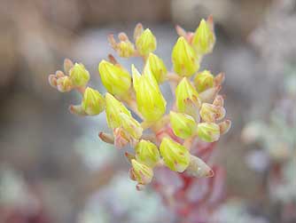 Spearleaf stonecrop yellow flowers