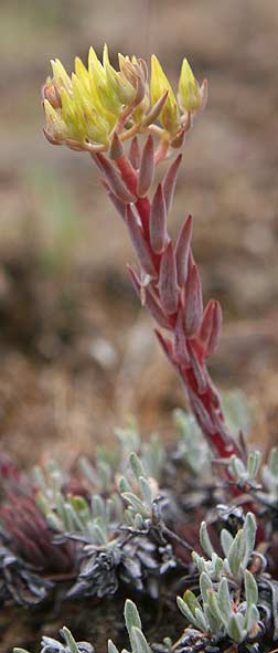 Stonecrop flower picture