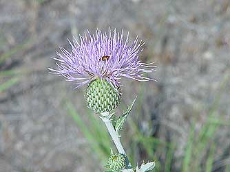 Wavy-leaf Thistle or Cirsium undulatum photos