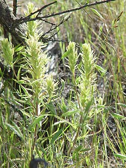 Picture of Thompson's paintbrush or Castilleja thompsonii