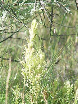 Picture of Thompson's paintbrush wildflower with sagebrush