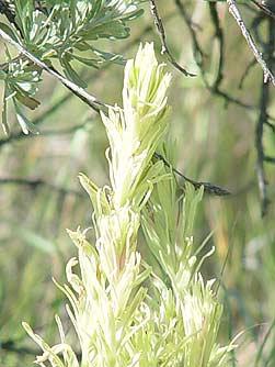 Thompson's paintbrush wildflower picture - Castilleja thompsonii