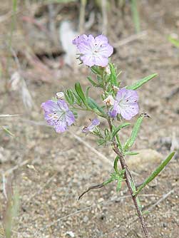 Picture of threadleaf phacelia or Phacelia linearis